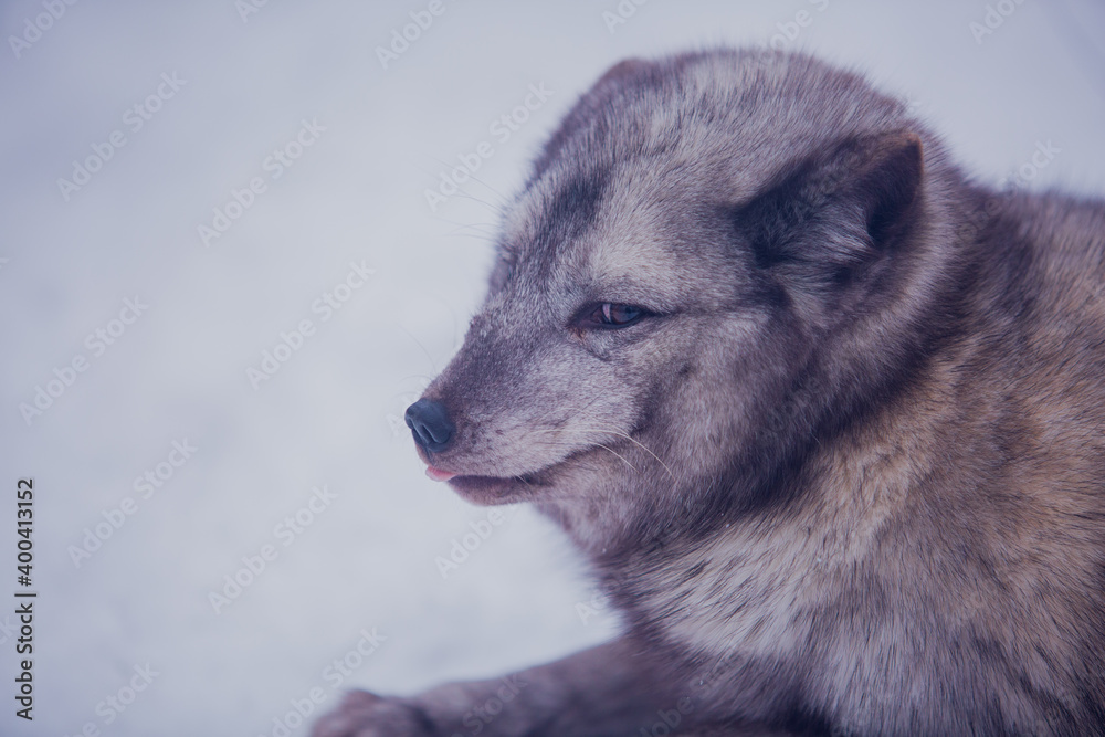 Naklejka premium Arctic fox close-up on a background of snow
