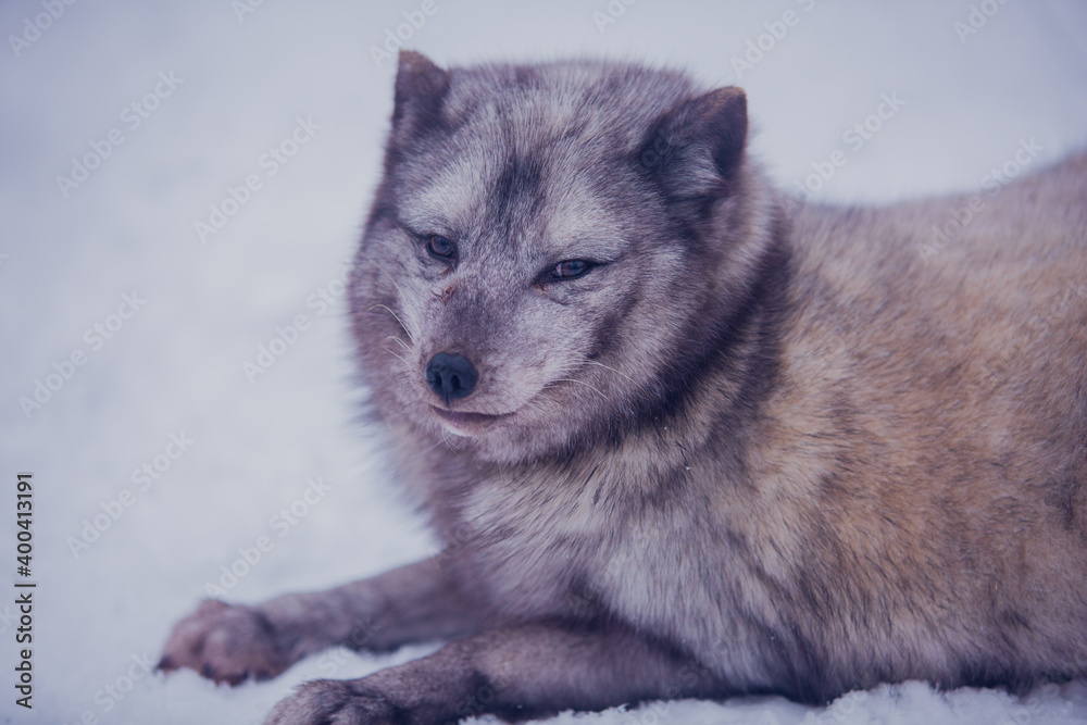 Fototapeta premium Arctic fox close-up on a background of snow