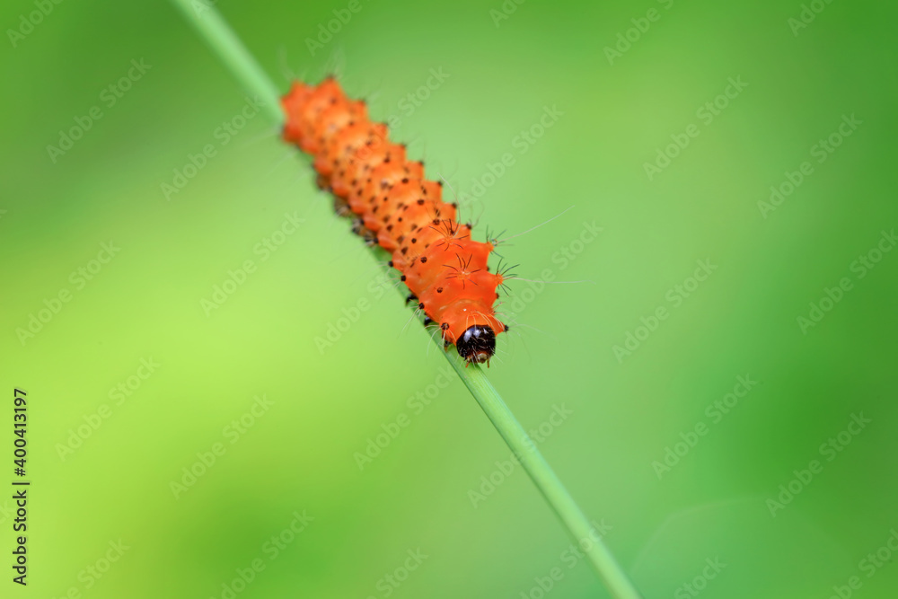 The larvae of the green tailed silkworm moth are on the green leaves