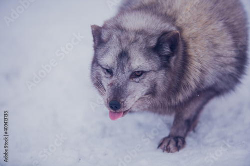 Arctic fox close-up on a background of snow © pushkareva_daria