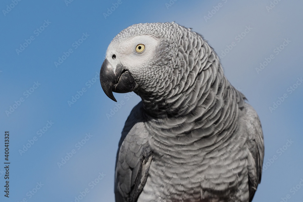 Fototapeta premium Graupapagei als Portrait, Hintergrund blauer Himmel, Psittacus erithacus