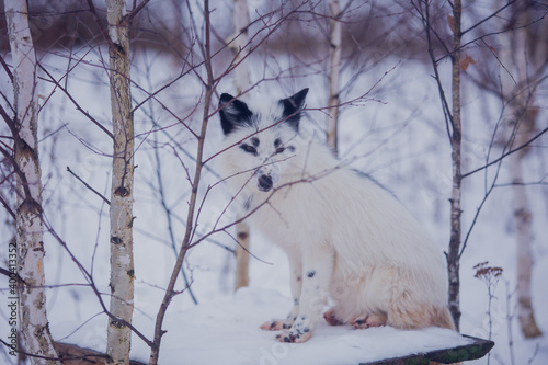 Black and white fox on a background of birches in winter in December