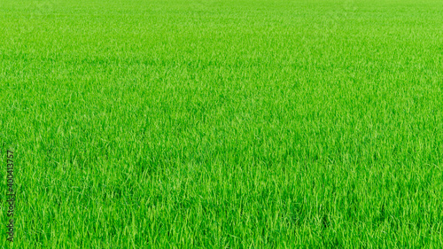 rice farm green paddy field nature background texture