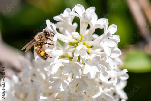 Honey Bee_1