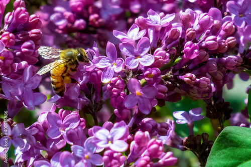 Honey Bee_2