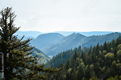 Beautiful landscape panorama showing a coniferous tree in the front and forested mountain ridges of the German Black Forest in the background.