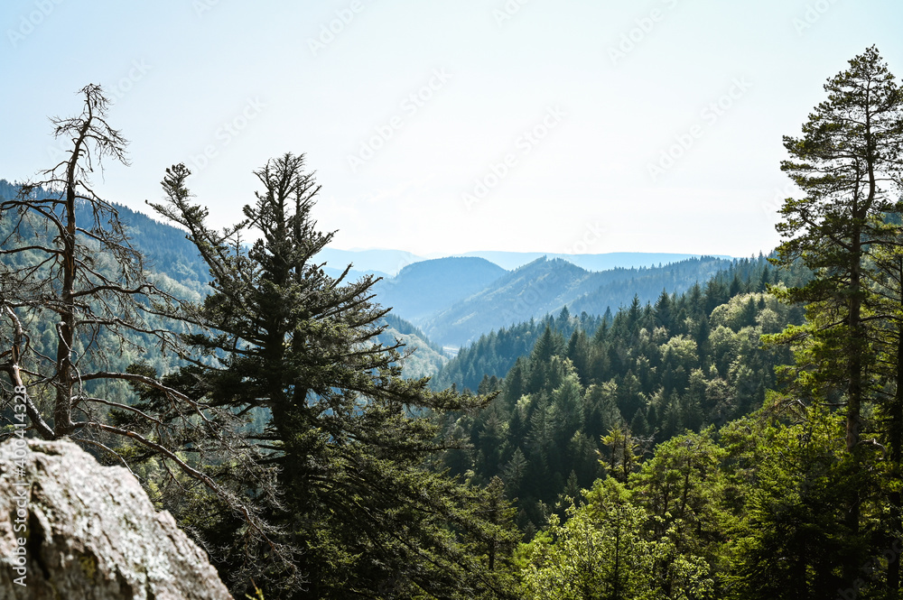 Beautiful landscape panorama showing coniferous trees, rocks and the beautiful Black Forest of Germany under a clear blue sky in the background.