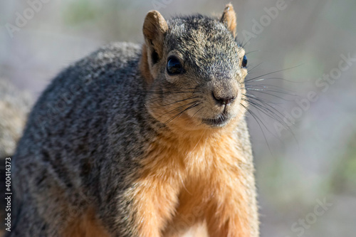 Squirrel Portrait