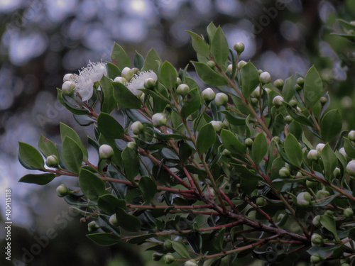 Arrayán (Luma apiculata) floreciendo en primavera
