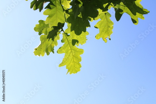 Оak leaves in the blue-blue sky.