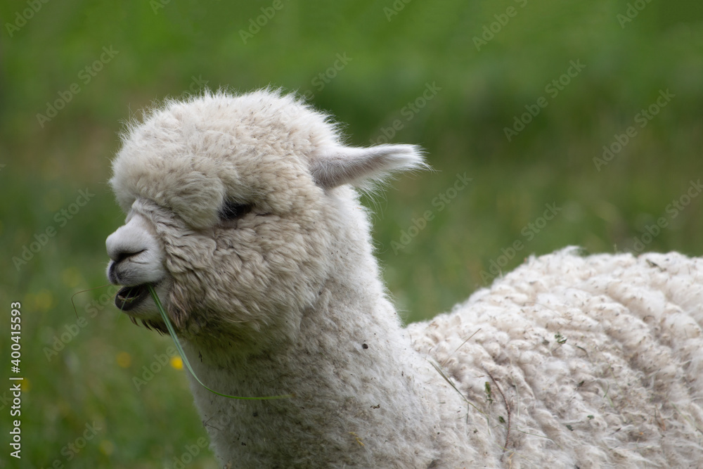 Fototapeta premium ritratto di lama bianco