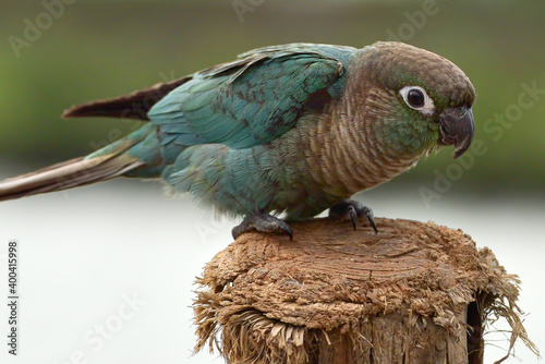 Cute little conure parrot photo