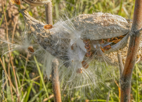 Milkweed pod discharging seeds in a grassy field closeup