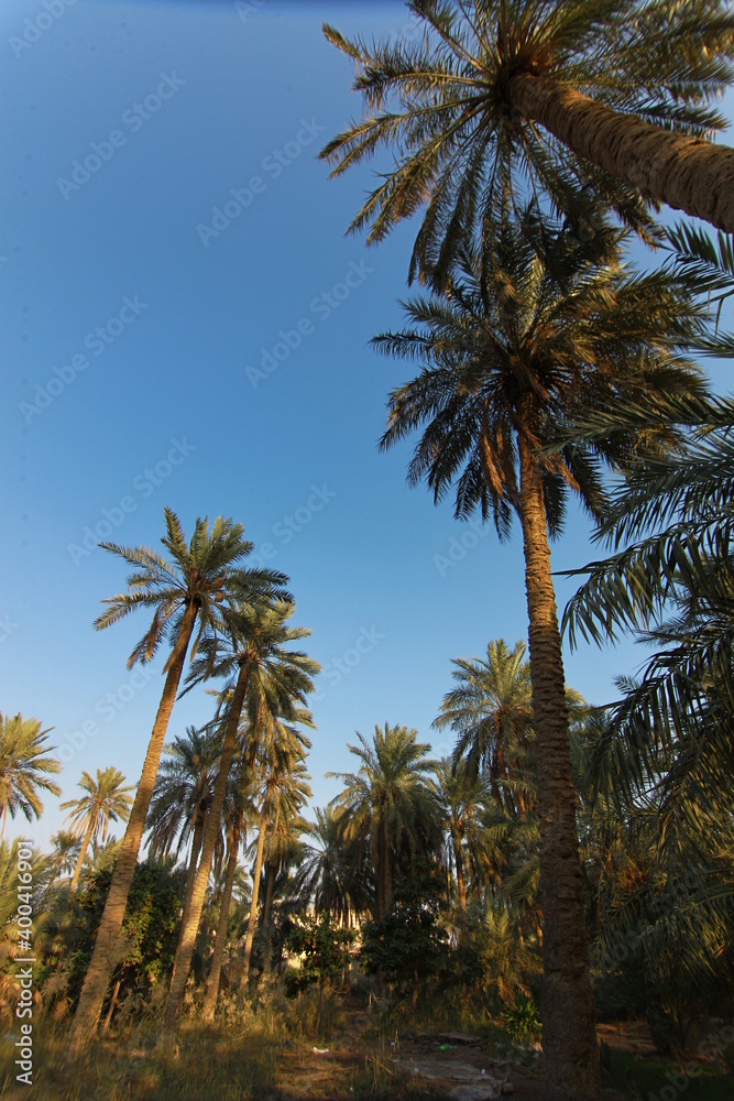 a botanical family of perennial flowering plants in the order . Their growth form can be climbers, shrubs, tree-like and stemless plants, all commonly known as palms. Those having a tree-like form are