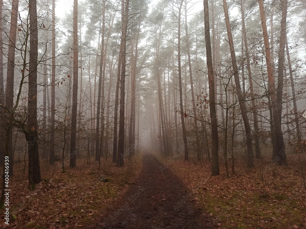 Fototapeta premium morning in the forest