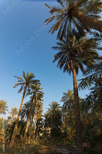 a botanical family of perennial flowering plants in the order . Their growth form can be climbers, shrubs, tree-like and stemless plants, all commonly known as palms. Those having a tree-like form are © sadiq