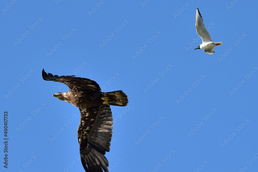 Obraz premium A Bonaparte's gull chases a curious juvenile bald eagle away from the gull's nesting site near an Alaskan lake.