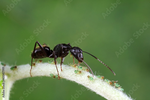 Ants on wild plants, North China