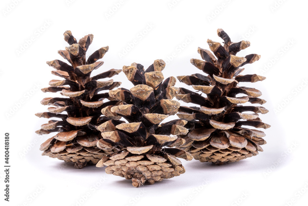 three opened pine cones looking like Christmas trees in a forest isolated on white three opened pine cones looking like Christmas trees in a forest isolated on white