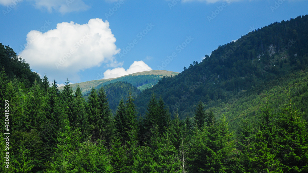 The alpine forested mountainsides of Capatanii Mountains. The mountain peaks are positioned along Oltet Valley. Summer, the spruce forests are all green. Carpathia, Romania.
