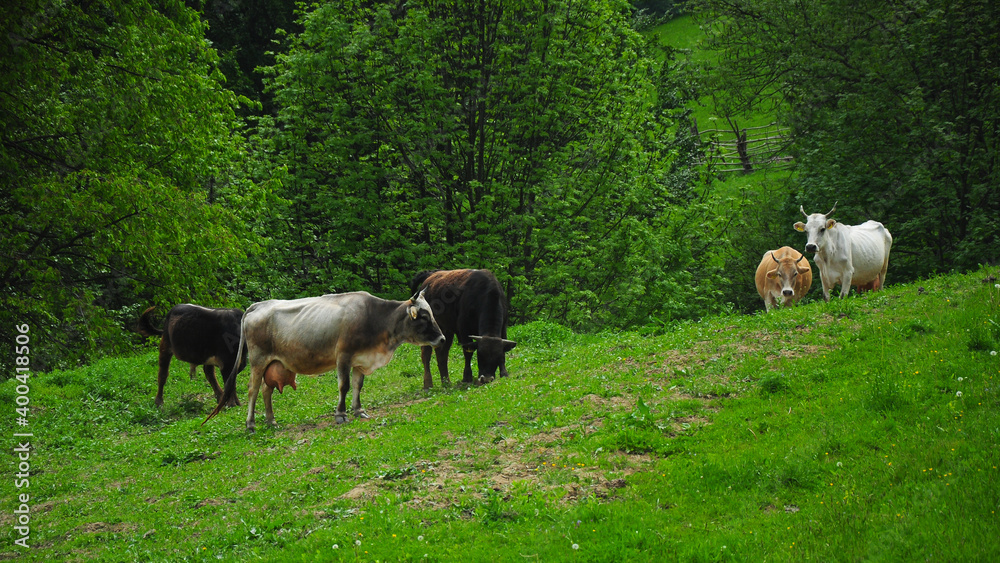 Cows feeding on a green meadow, near a forest, located over a hill in Latorita Mountains. Traditional farming or grazing in Carpathian Mountains, Romania. Cows feeding on a green meadow, near a forest, located over a hill in Latorita Mountains. Traditional farming or grazing in Carpathian Mountains, Romania.