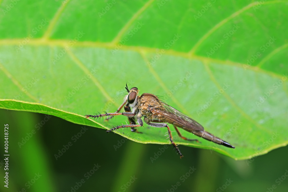 Insectivorous flies live on weeds Insectivorous flies live on weeds