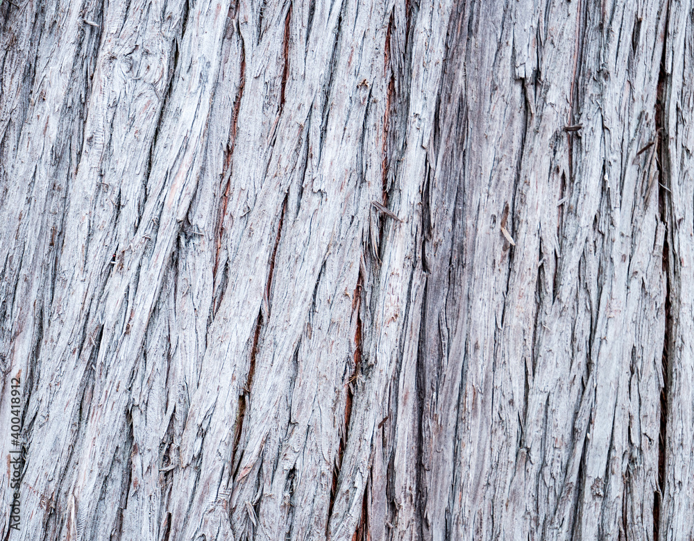 wooden texture tree and backdrop wooden texture tree and backdrop