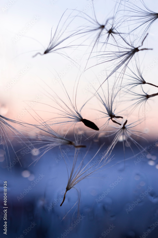Fototapeta premium Hawkweed flower seeds on light defocused background. Water droplets sparkle on the seeds. Concept of fly, lightness, change, growth, movement and direction.
