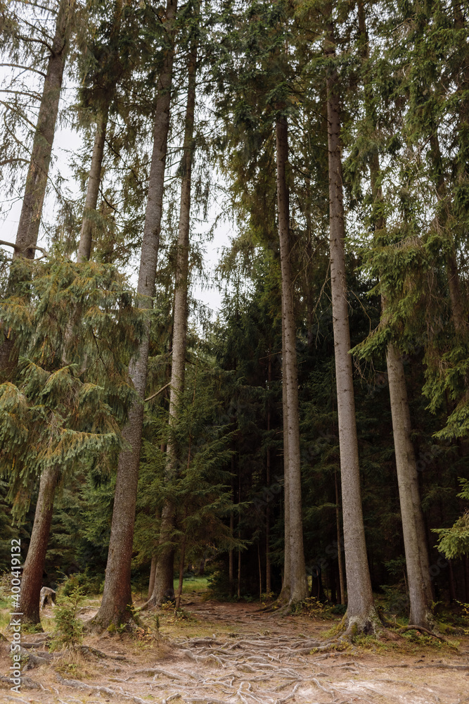 tall old trees in autumn pine forest. Carpathian mountains, Ukraine tall old trees in autumn pine forest. Carpathian mountains, Ukraine
