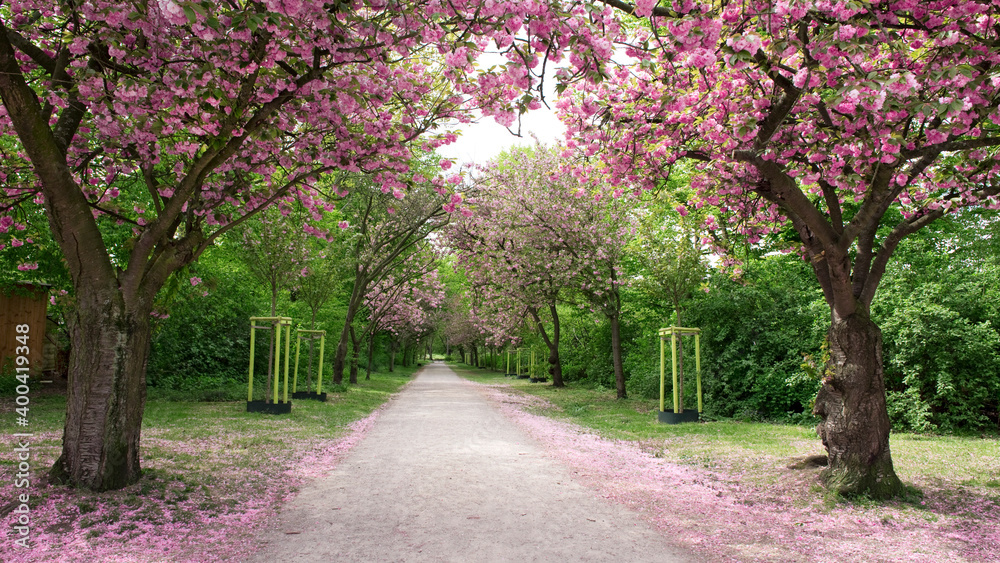 Kirschblüte, Frühling, Allee, Weg