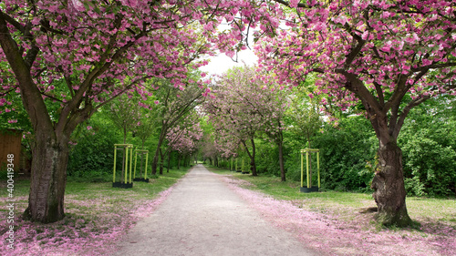 Kirschblüte, Frühling, Allee, Weg