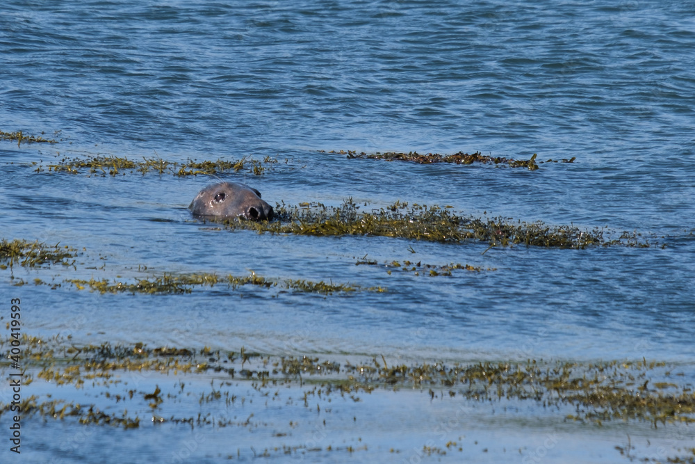 Fototapeta premium Grey Seal (Halichoerus grypus) at Killard Point, Northern Ireland, UK