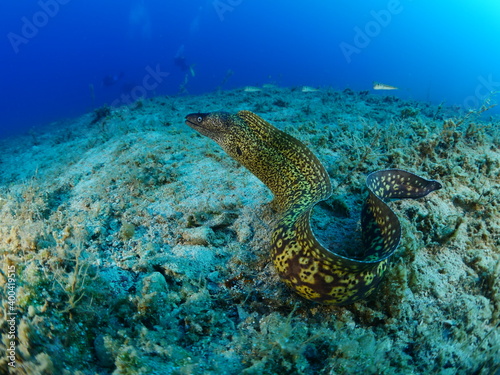 moray eel underwater close up head ocean scenery of fish hiding