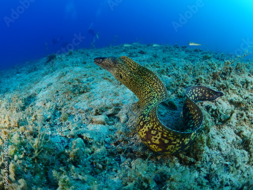 Fotografie moray eel underwater close up head ocean scenery of fish hiding