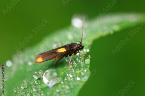 Moths on leaves in nature, North China Plain