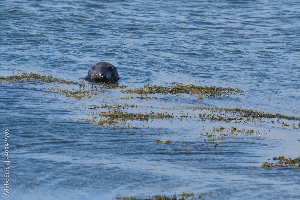 Fototapeta premium Grey Seal (Halichoerus grypus) at Killard Point, Northern Ireland, UK