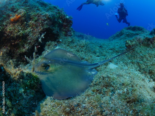 Fototapeta Naklejka Na Ścianę i Meble -  sting ray fish underwater scuba divers around stingray ocean scenery of human and animal