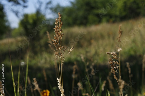 Wheat grain field on sunny day