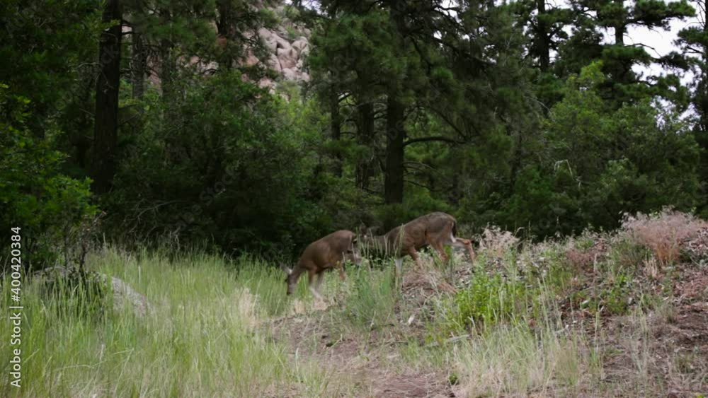 Two Deer in Forest Meadow Two Deer in Forest Meadow
