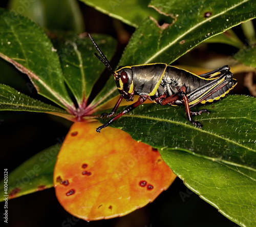 A macro photograph of a young Eastern lubber grasshopper on a bush of choice for the eating