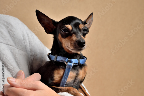 perro mini pincher en los brazos de su dueña  