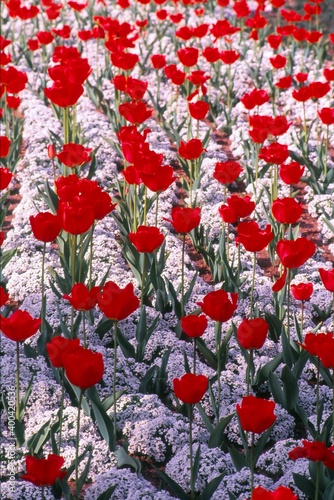 Red tulips and white alyssum  in rows