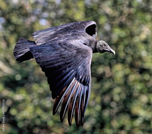 Foto Black vulture in flight up close with green foliage background
