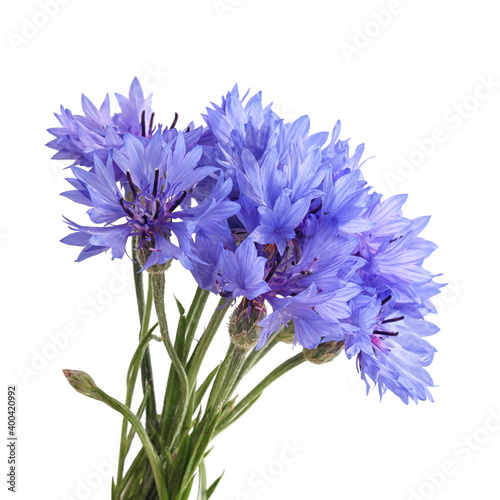 a bouquet of cornflowers on a white background