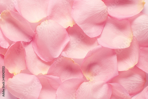 Fototapeta Naklejka Na Ścianę i Meble -  background of pink petals top view