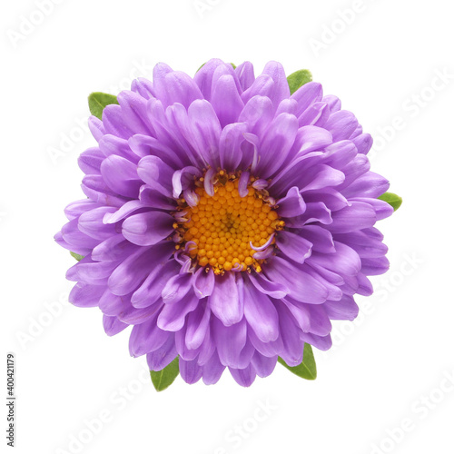 lilac aster on a white background