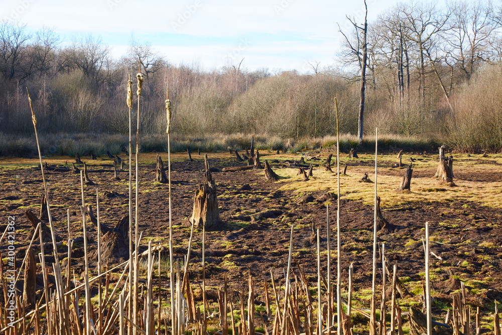 Das Moor ist Biotop, in dem viele Tiere und Pflanzen heimisch sind.