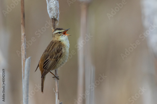 Photography Sedge warbler (Acrocephalus schoenobaenus) on reed