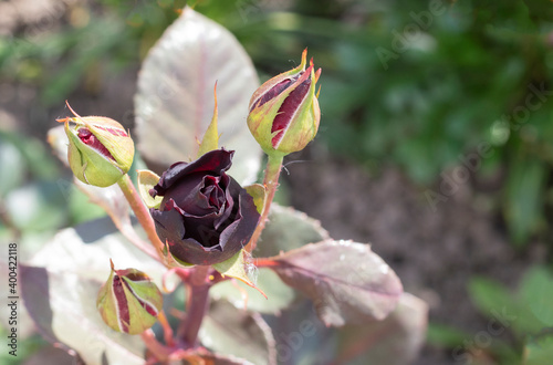 buds of black roses in the garden