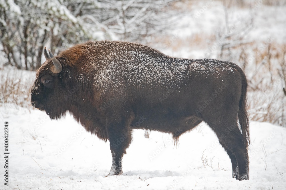 European bison in the forest European bison in the forest